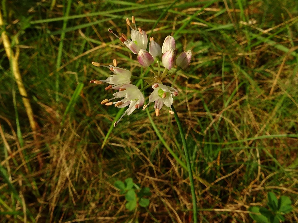 Allium ericetorum (Amaryllidaceae)